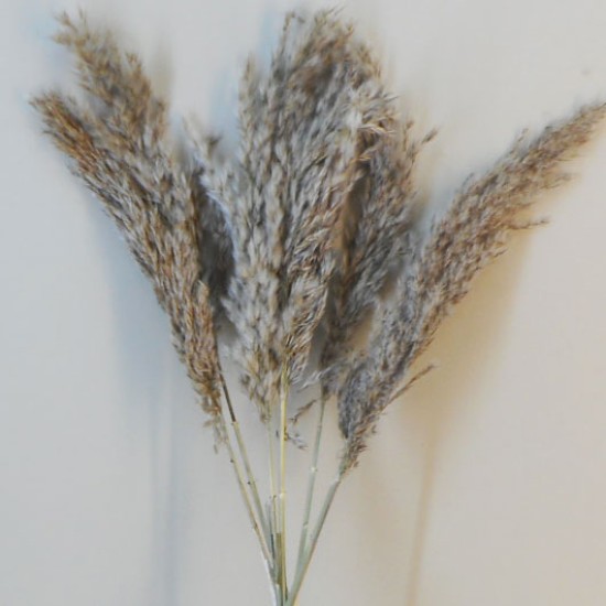 Dried Pampas Grass Natural Dried and Preserved Flowers and Foliage